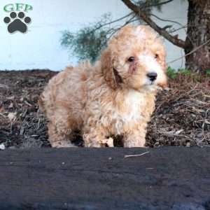 Scooby, Cockapoo Puppy