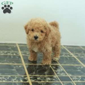 Scooby, Bich-Poo Puppy