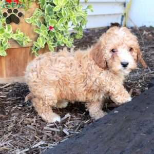 Scooby, Cockapoo Puppy