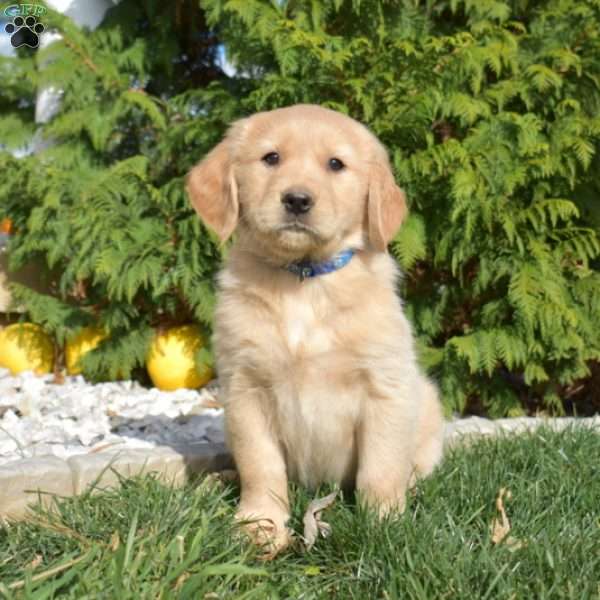 Scooter, Golden Retriever Puppy