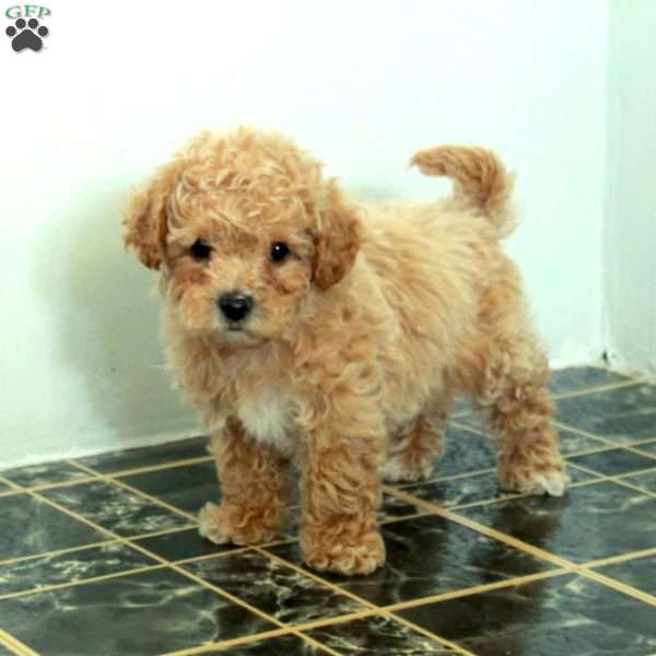 Scooter, Bich-Poo Puppy