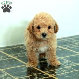 Scooter, Bich-Poo Puppy