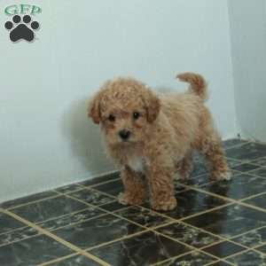 Scooter, Bich-Poo Puppy