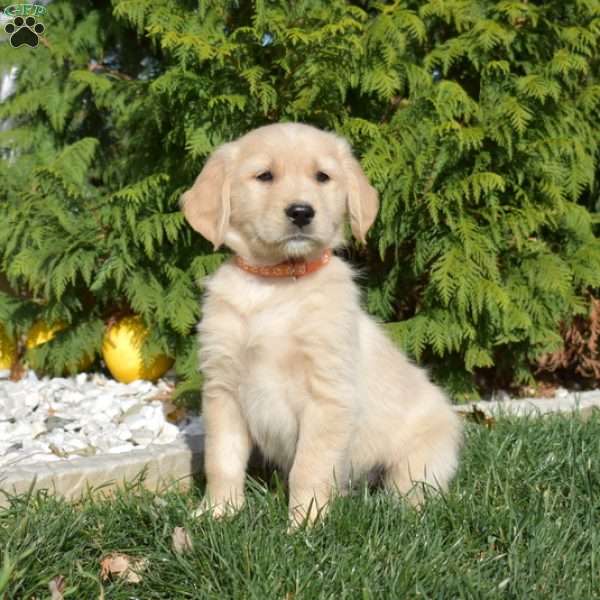 Scottie, Golden Retriever Puppy