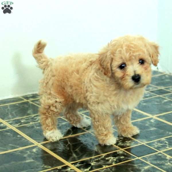 Scotty, Bich-Poo Puppy