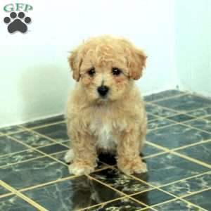 Scotty, Bich-Poo Puppy