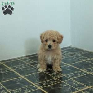 Scotty, Bich-Poo Puppy