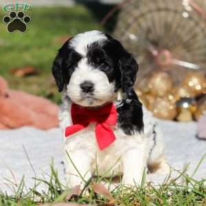 Scout, Cockapoo Puppy