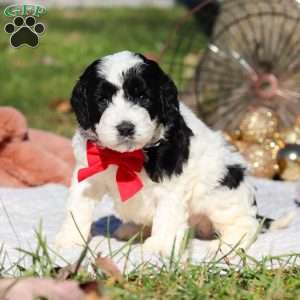 Scout, Cockapoo Puppy