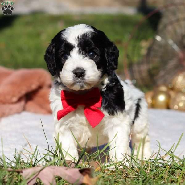 Scout, Cockapoo Puppy