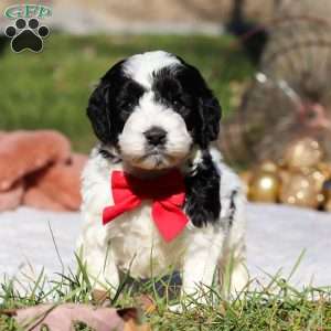 Scout, Cockapoo Puppy