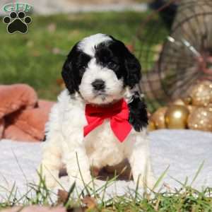 Scout, Cockapoo Puppy