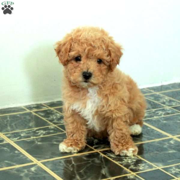 Scout, Bich-Poo Puppy