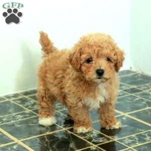 Scout, Bich-Poo Puppy