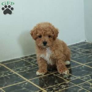 Scout, Bich-Poo Puppy