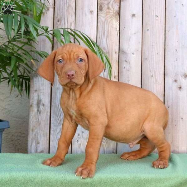 Scout, Vizsla Puppy
