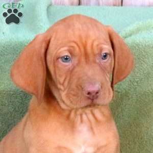 Scout, Vizsla Puppy