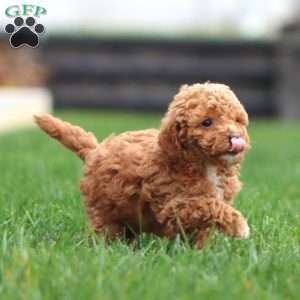 Scout, Mini Goldendoodle Puppy