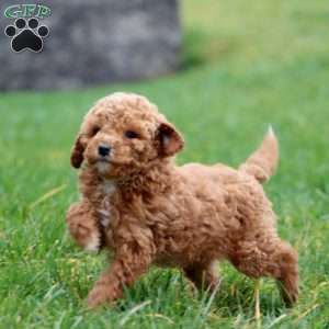 Scout, Mini Goldendoodle Puppy