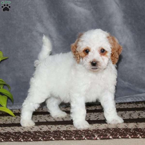 Sean-F1B, Cockapoo Puppy