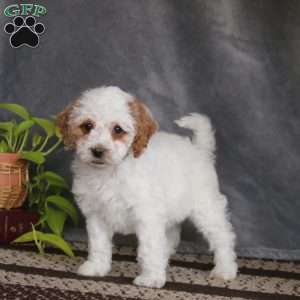 Sean-F1B, Cockapoo Puppy