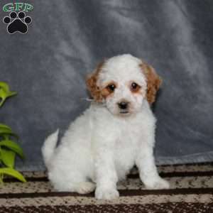 Sean-F1B, Cockapoo Puppy