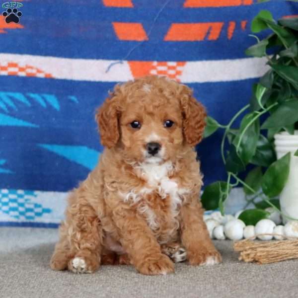 Serena, Cavapoo Puppy