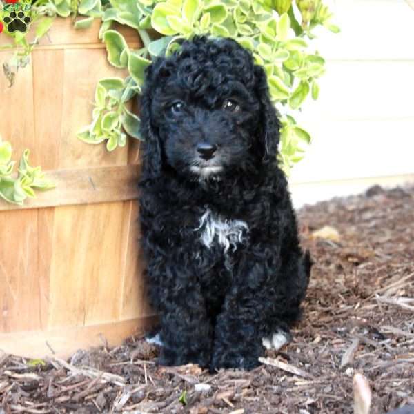 Shadow, Cockapoo Puppy