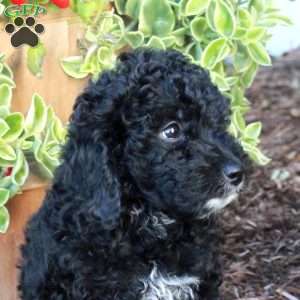 Shadow, Cockapoo Puppy