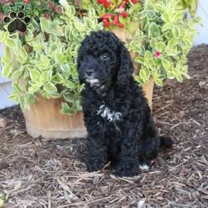 Shadow, Cockapoo Puppy