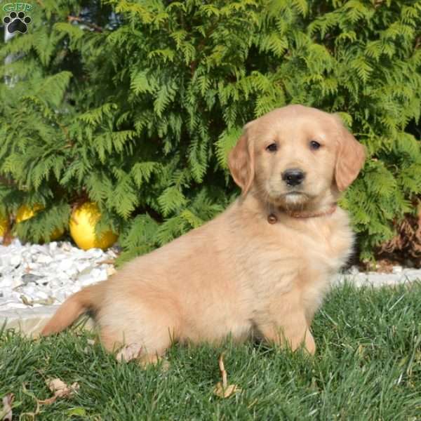 Shadow, Golden Retriever Puppy