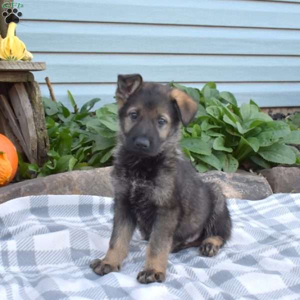Shadow, German Shepherd Puppy