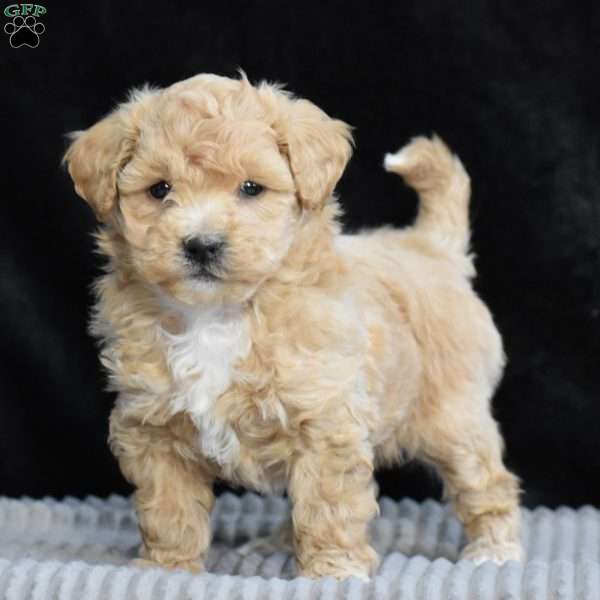 Sheldon, Bich-Poo Puppy