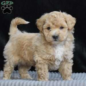 Sheldon, Bich-Poo Puppy