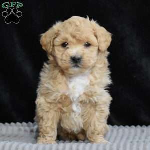 Sheldon, Bich-Poo Puppy