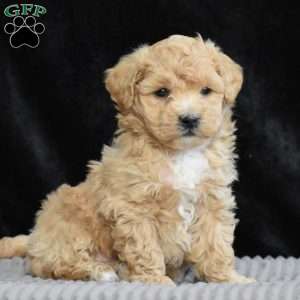 Sheldon, Bich-Poo Puppy