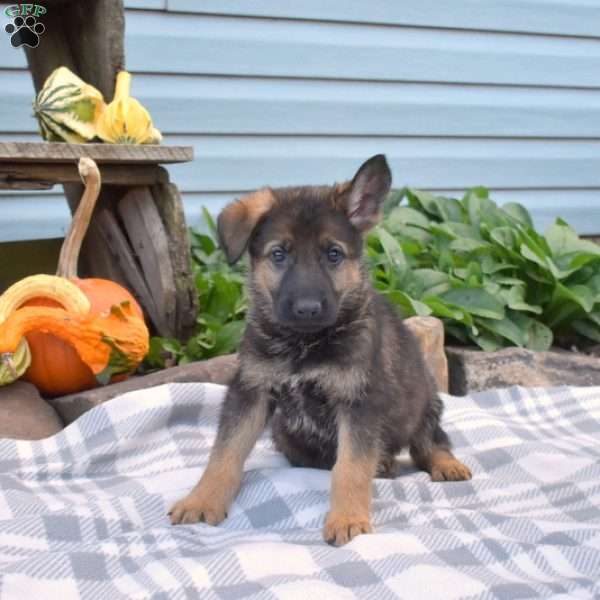 Sheriff, German Shepherd Puppy