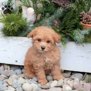 Sherlock, Bich-Poo Puppy