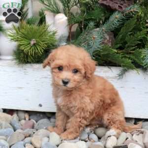 Sherlock, Bich-Poo Puppy