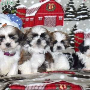Larry, Shih Tzu Puppy