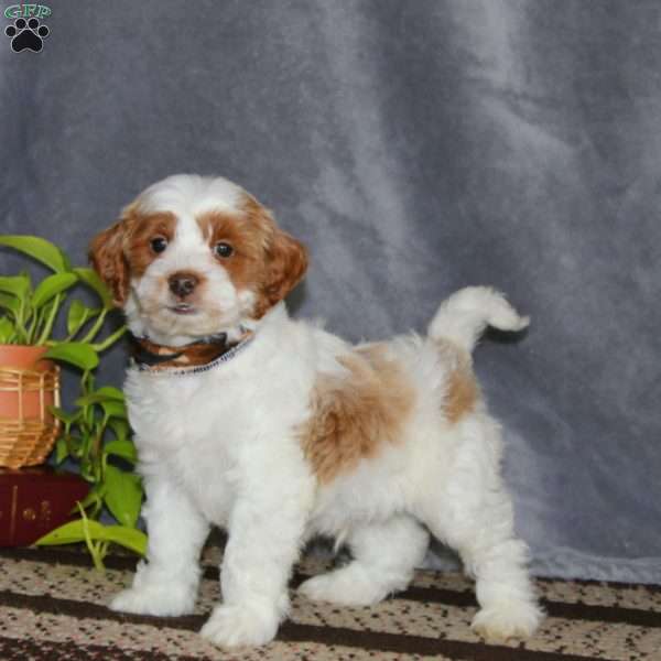 Shiloh-F1B, Cockapoo Puppy