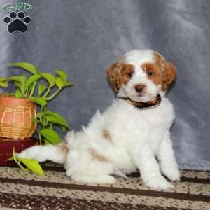 Shiloh-F1B, Cockapoo Puppy