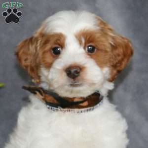 Shiloh-F1B, Cockapoo Puppy