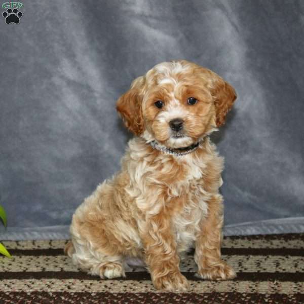 Silas-F1B, Cockapoo Puppy