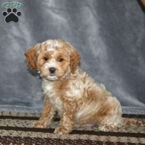 Silas-F1B, Cockapoo Puppy