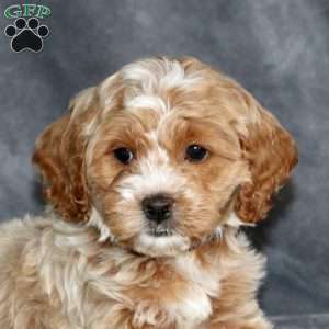Silas-F1B, Cockapoo Puppy