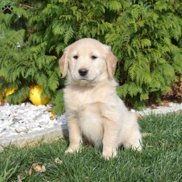 Simba, Golden Retriever Puppy