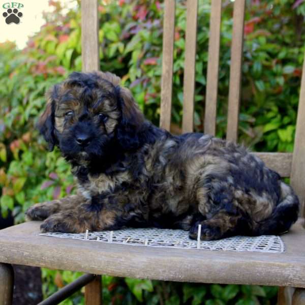 Simon, Cavapoo Puppy
