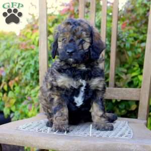 Simon, Cavapoo Puppy