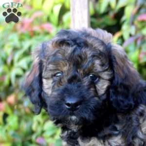 Simon, Cavapoo Puppy